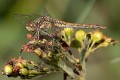 Sympetrum vulgatum female-4